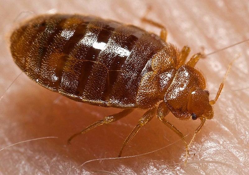Bed Bugs Bedbugs Dr. Exterminator 24 Hours Pest Control
