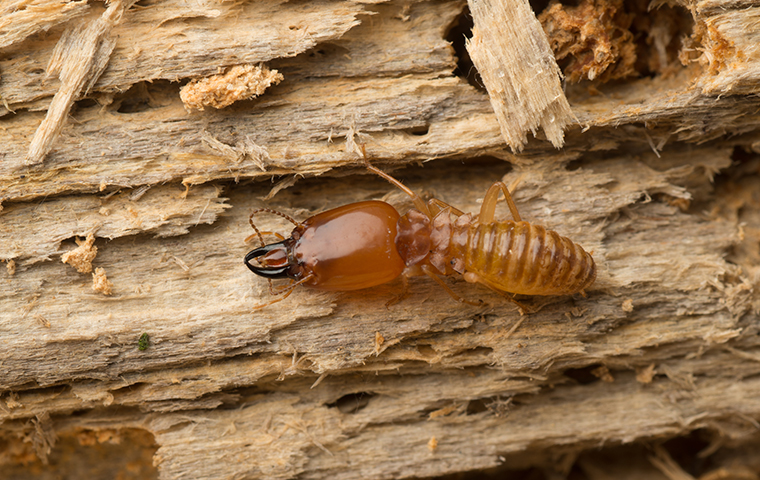 Termites Dr. Exterminator 24 Hours Pest Control
